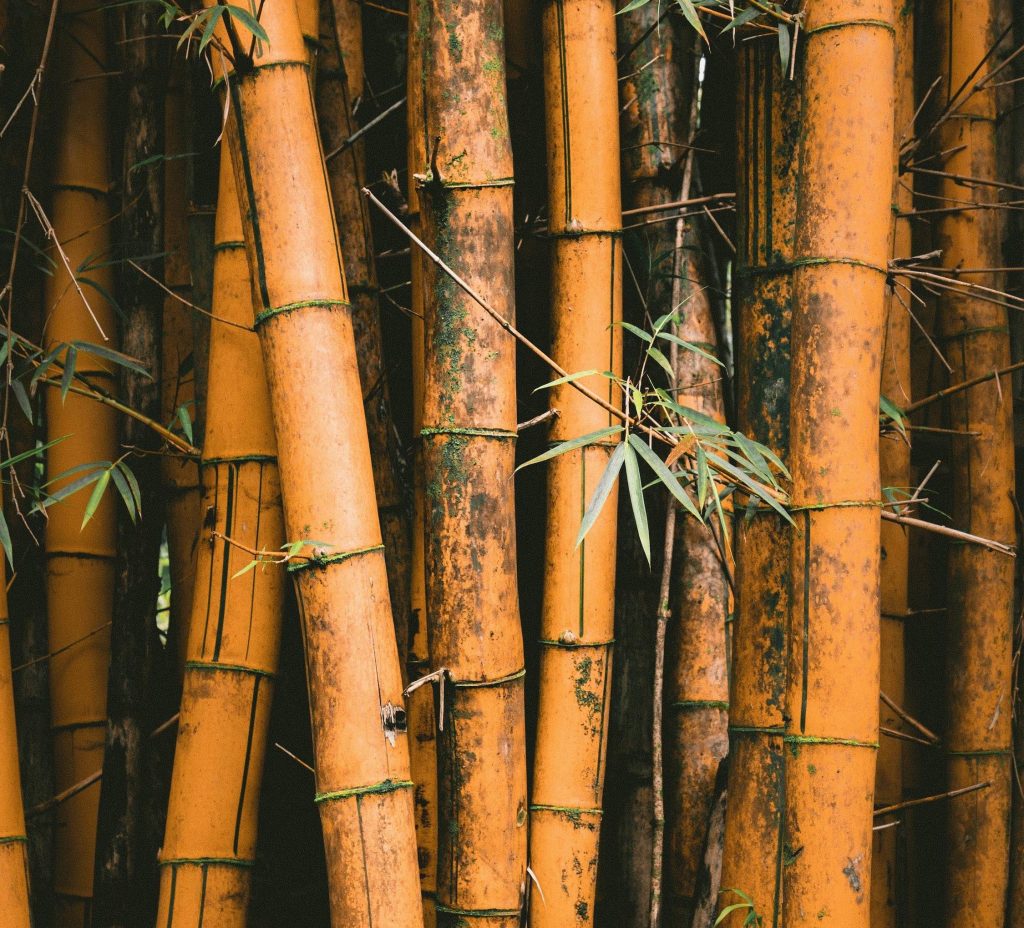 The Sustainability of Bamboo Flooring – Myth Or Reality?